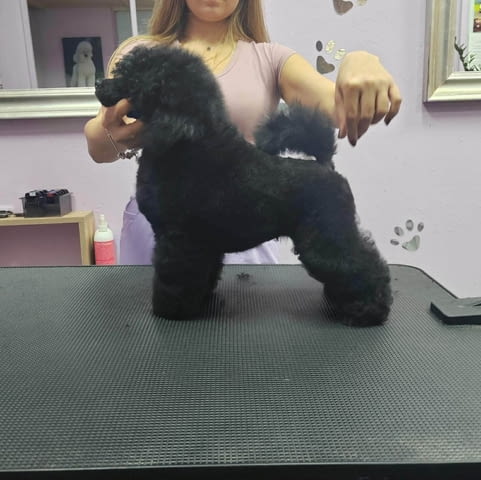 Миниатюрен пудел – мъжко кученце Пудел мини, Ваксинирано - Да, Обезпаразитено - Да - град Извън България | Кучета - снимка 4