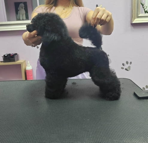 Миниатюрен пудел – мъжко кученце Пудел мини, Ваксинирано - Да, Обезпаразитено - Да - град Извън България | Кучета - снимка 6