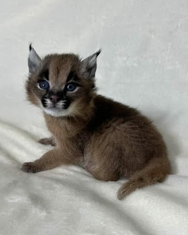 Предлагат се млади каракали, родени в плен Бенгалска, 2 месеца, Ваксина - Да - град София | Котки - снимка 1
