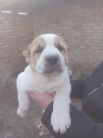 Средноазиатски овчар – кученца Алабай (Средноазиатска овчарка), Ваксинирано - Да, Обезпаразитено - Да - град Извън България | Кучета - снимка 1