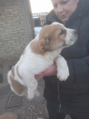 Средноазиатски овчар – кученца Алабай (Средноазиатска овчарка), Ваксинирано - Да, Обезпаразитено - Да - град Извън България | Кучета - снимка 2