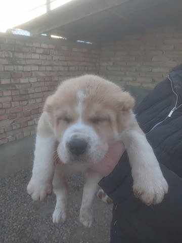 Средноазиатски овчар – кученца Алабай (Средноазиатска овчарка), Ваксинирано - Да, Обезпаразитено - Да - град Извън България | Кучета - снимка 4