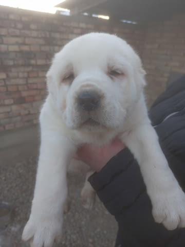 Средноазиатски овчар – кученца Алабай (Средноазиатска овчарка), Ваксинирано - Да, Обезпаразитено - Да - град Извън България | Кучета - снимка 5