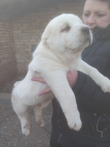 Средноазиатски овчар – кученца Алабай (Средноазиатска овчарка), Ваксинирано - Да, Обезпаразитено - Да - град Извън България | Кучета - снимка 6