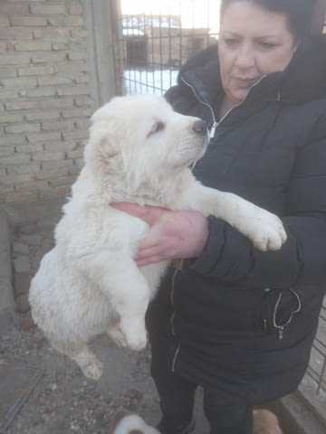 Средноазиатски овчар – кученца Алабай (Средноазиатска овчарка), Ваксинирано - Да, Обезпаразитено - Да - град Извън България | Кучета - снимка 7