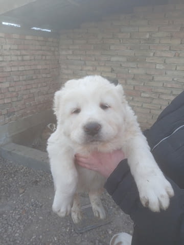 Средноазиатски овчар – кученца Алабай (Средноазиатска овчарка), Ваксинирано - Да, Обезпаразитено - Да - град Извън България | Кучета - снимка 8