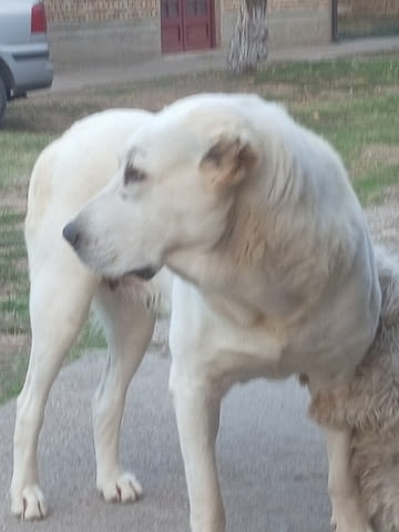 Средноазиатски овчар – кученца Алабай (Средноазиатска овчарка), Ваксинирано - Да, Обезпаразитено - Да - град Извън България | Кучета - снимка 9