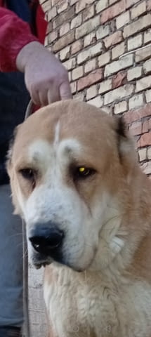 Средноазиатски овчар – кученца Алабай (Средноазиатска овчарка), Ваксинирано - Да, Обезпаразитено - Да - град Извън България | Кучета - снимка 10