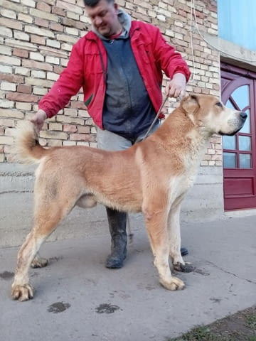 Средноазиатски овчар – кученца Алабай (Средноазиатска овчарка), Ваксинирано - Да, Обезпаразитено - Да - град Извън България | Кучета - снимка 11