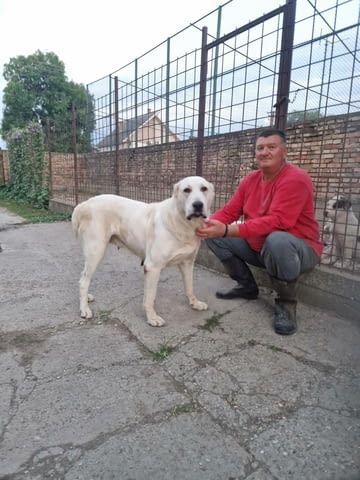 Средноазиатски овчар – кученца Алабай (Средноазиатска овчарка), Ваксинирано - Да, Обезпаразитено - Да - град Извън България | Кучета - снимка 12