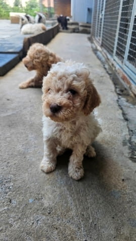 Лагото Романьоло, налични кученца Другa, Ваксинирано - Да, Обезпаразитено - Да - град София | Кучета - снимка 5