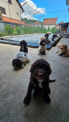 Лагото Романьоло, налични кученца Другa, Ваксинирано - Да, Обезпаразитено - Да - град София | Кучета - снимка 6