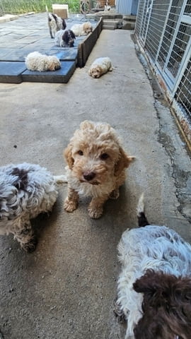 Лагото Романьоло, налични кученца Другa, Ваксинирано - Да, Обезпаразитено - Да - град София | Кучета - снимка 7