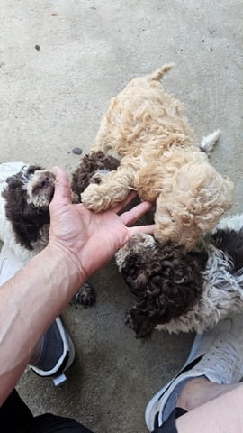 Лагото Романьоло, налични кученца Другa, Ваксинирано - Да, Обезпаразитено - Да - град София | Кучета - снимка 8