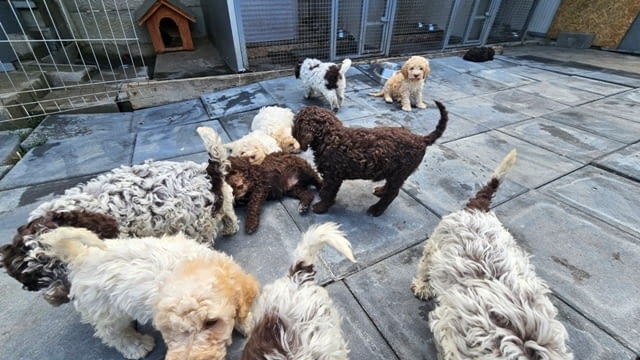 Лагото Романьоло, налични кученца Другa, Ваксинирано - Да, Обезпаразитено - Да - град София | Кучета - снимка 9