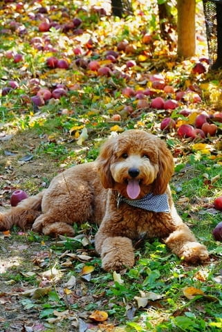 Goldendoodle Другa - град Извън България | Кучета - снимка 1