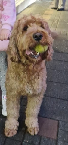 Goldendoodle Другa - град Извън България | Кучета - снимка 5