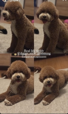 Labradoodle Другa - град Извън България | Кучета - снимка 5