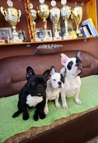 Френски булдог – красиво женско кученце Ваксинирано - Да, Обезпаразитено - Да - град Извън България | Кучета - снимка 2