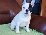 Френски булдог – красиво женско кученце