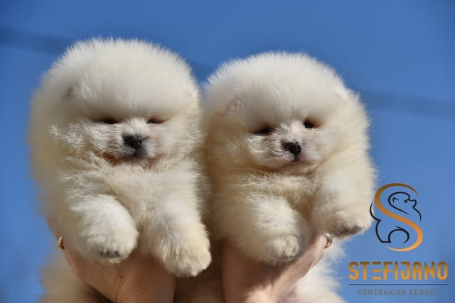 Померан BOO мечета, померански шпиц кученца Померан (Малък английски шпиц), Ваксинирано - Да, Обезпаразитено - Да - град Извън България | Кучета - снимка 2