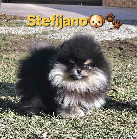 Померан BOO мечета, померански шпиц кученца Померан (Малък английски шпиц), Ваксинирано - Да, Обезпаразитено - Да - град Извън България | Кучета - снимка 3