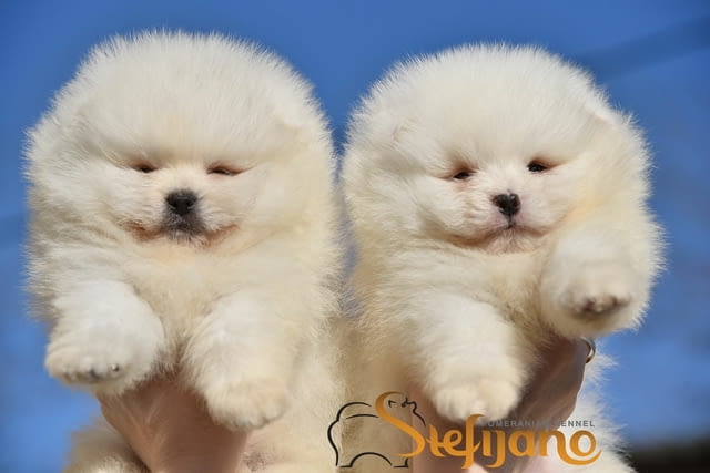 Померан BOO мечета, померански шпиц кученца Померан (Малък английски шпиц), Ваксинирано - Да, Обезпаразитено - Да - град Извън България | Кучета - снимка 4