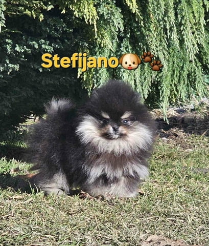 Померан BOO мечета, померански шпиц кученца Померан (Малък английски шпиц), Ваксинирано - Да, Обезпаразитено - Да - град Извън България | Кучета - снимка 5