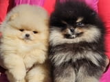 Померан BOO мечета, померански шпиц кученца