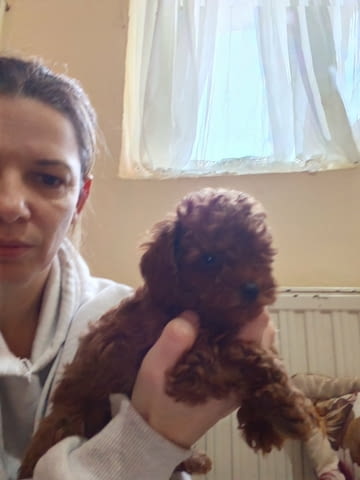 Red toy poodles Пудел той - град Извън България | Кучета - снимка 3