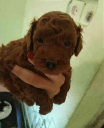 Red toy poodles Пудел той - град Извън България | Кучета - снимка 4