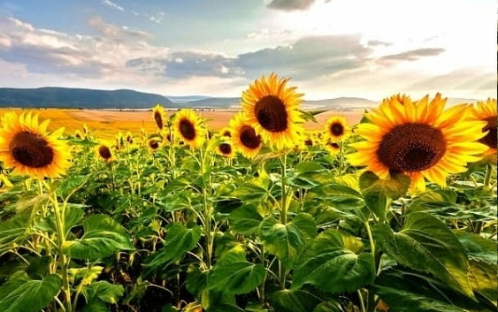 Купувам земеделска земя всички землища област Разград - city of Sofia | Land