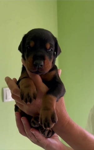 Добермански кученца Ваксинирано - Да, Обезпаразитено - Да - град Извън България | Кучета - снимка 2