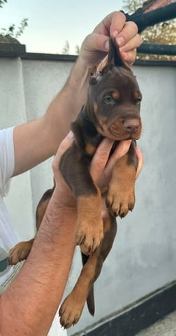 Добермански кученца Ваксинирано - Да, Обезпаразитено - Да - град Извън България | Кучета - снимка 3