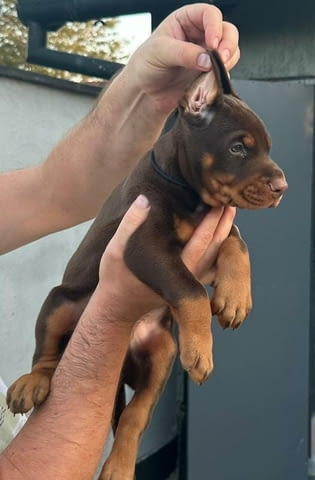 Добермански кученца Ваксинирано - Да, Обезпаразитено - Да - град Извън България | Кучета - снимка 5