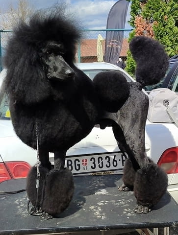 Най-доброто котило от ГОЛЕМИ ПУДЕЛИ Пудел голям (кралски), 2 месеца - град Извън България | Кучета - снимка 1