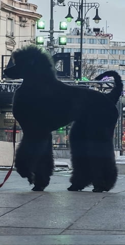 Най-доброто котило от ГОЛЕМИ ПУДЕЛИ Пудел голям (кралски), 2 месеца - град Извън България | Кучета - снимка 5