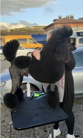 Най-доброто котило от ГОЛЕМИ ПУДЕЛИ Пудел голям (кралски), 2 месеца - град Извън България | Кучета - снимка 6