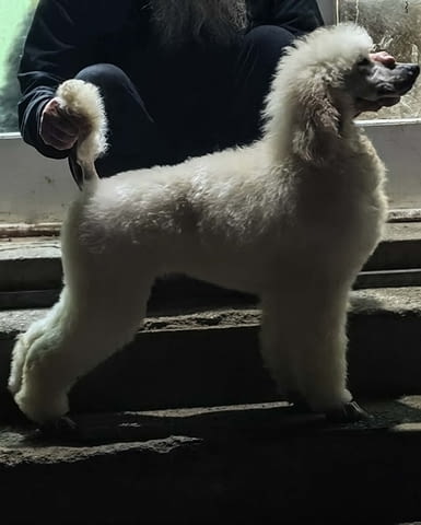 Най-доброто котило от ГОЛЕМИ ПУДЕЛИ Пудел голям (кралски), 2 месеца - град Извън България | Кучета - снимка 7