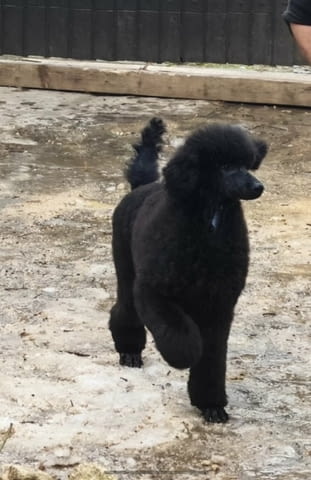 Най-доброто котило от ГОЛЕМИ ПУДЕЛИ Пудел голям (кралски), 2 месеца - град Извън България | Кучета - снимка 8