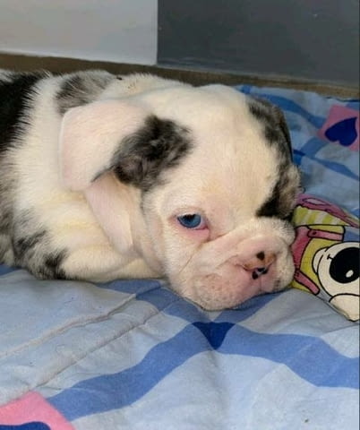 Английски булдог, красиви кученца Булдог, 3 месеца, Ваксинирано - Да - град София | Кучета - снимка 1