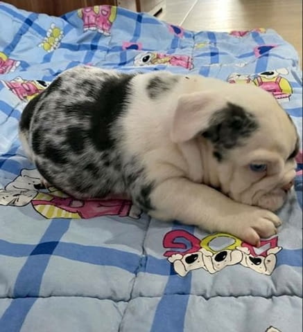 Английски булдог, красиви кученца Булдог, 3 месеца, Ваксинирано - Да - град София | Кучета - снимка 2