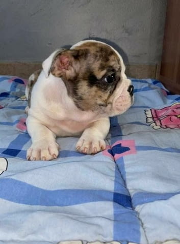 Английски булдог, красиви кученца Булдог, 3 месеца, Ваксинирано - Да - град София | Кучета - снимка 3