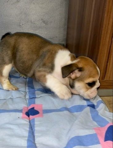 Английски булдог, красиви кученца Булдог, 3 месеца, Ваксинирано - Да - град София | Кучета - снимка 5