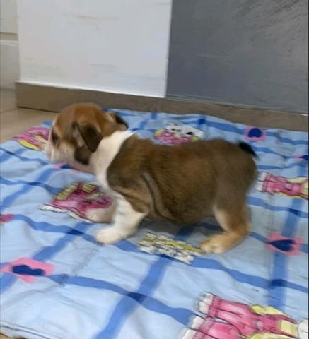 Английски булдог, красиви кученца Булдог, 3 месеца, Ваксинирано - Да - град София | Кучета - снимка 6