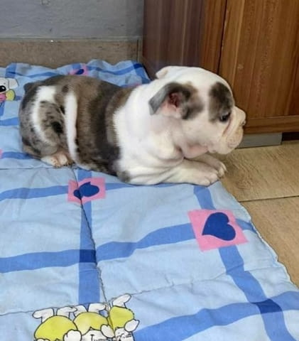 Английски булдог, красиви кученца Булдог, 3 месеца, Ваксинирано - Да - град София | Кучета - снимка 8