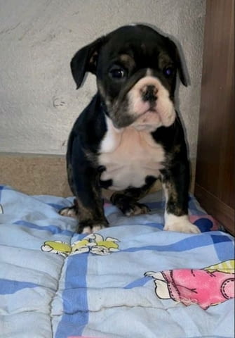 Английски булдог, красиви кученца Булдог, 3 месеца, Ваксинирано - Да - град София | Кучета - снимка 9