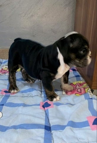 Английски булдог, красиви кученца Булдог, 3 месеца, Ваксинирано - Да - град София | Кучета - снимка 10