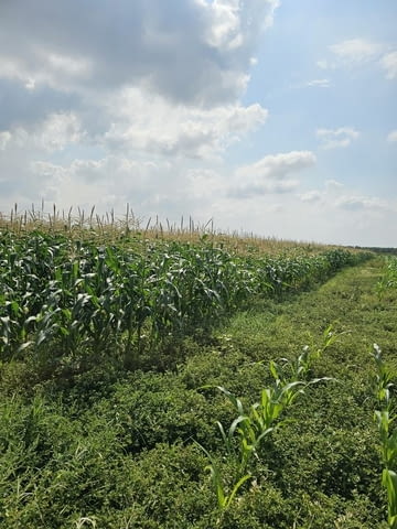 Продавам 24, 860 дка земя в землището на с. Крислово, село Крислово | Парцели / Земя - снимка 4