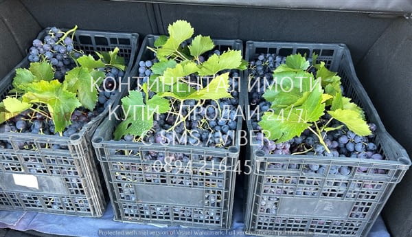 Код 63158. Лозе 2300м2, разположено в местност Трасилица, землище с дългогодишни традиции в лозарств - снимка 4